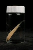 小骨鰧藏品圖，第3張